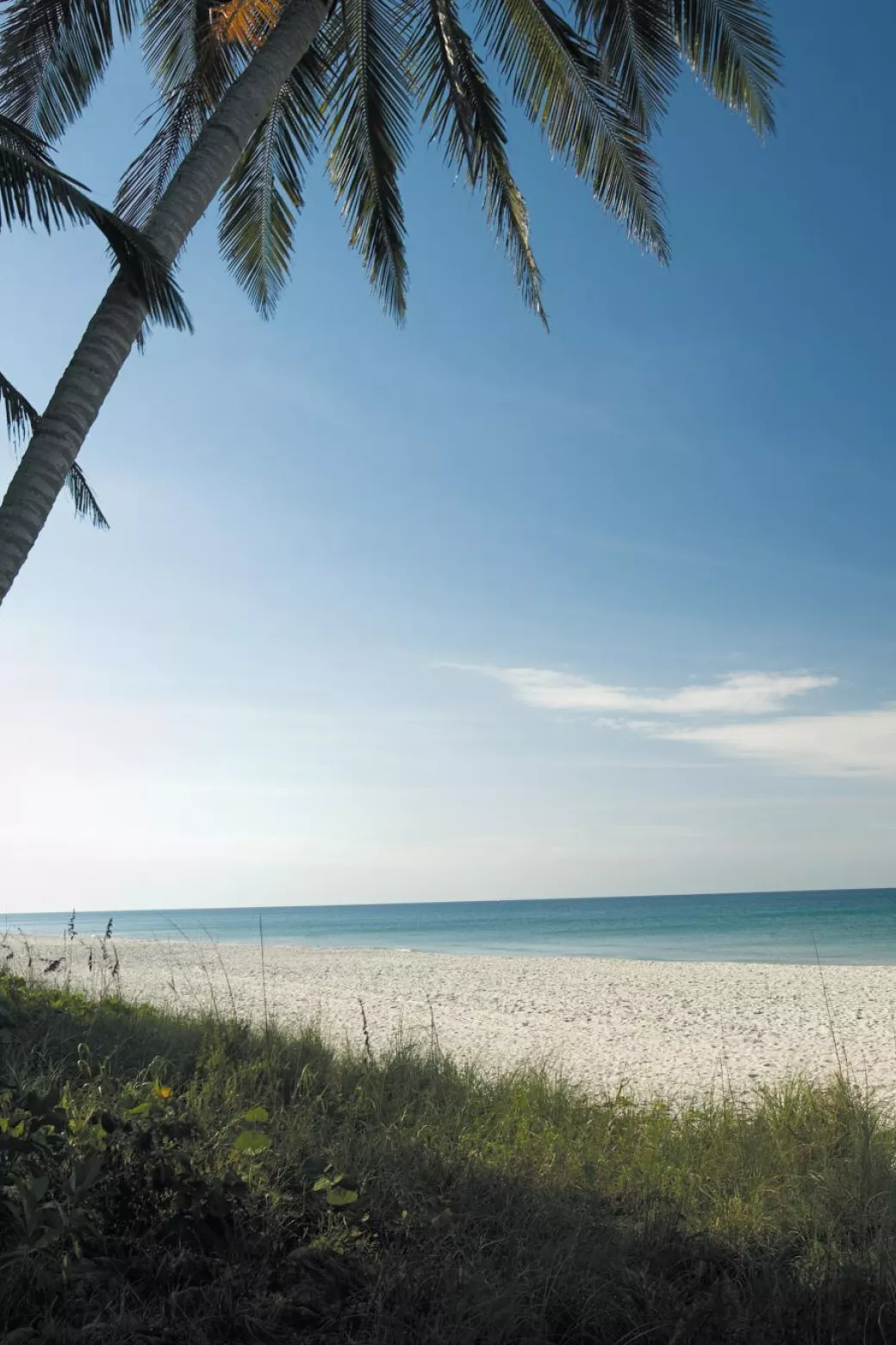 Palm tree on beach