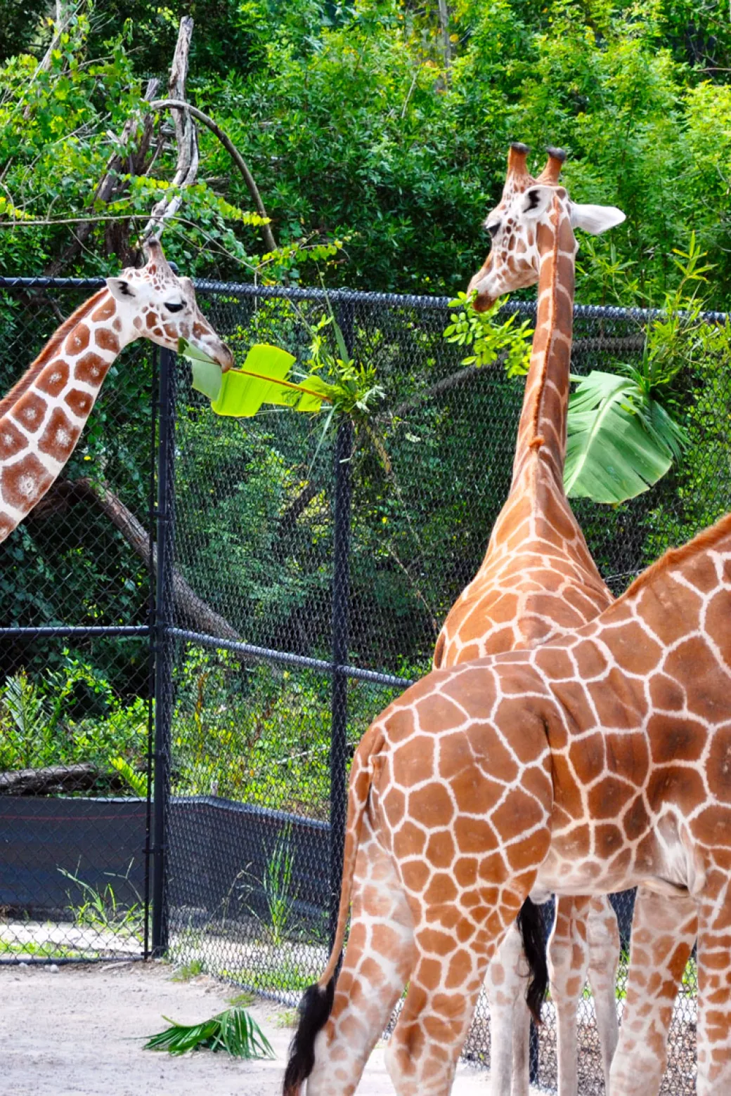 Giraffes at the Naples Zoo.