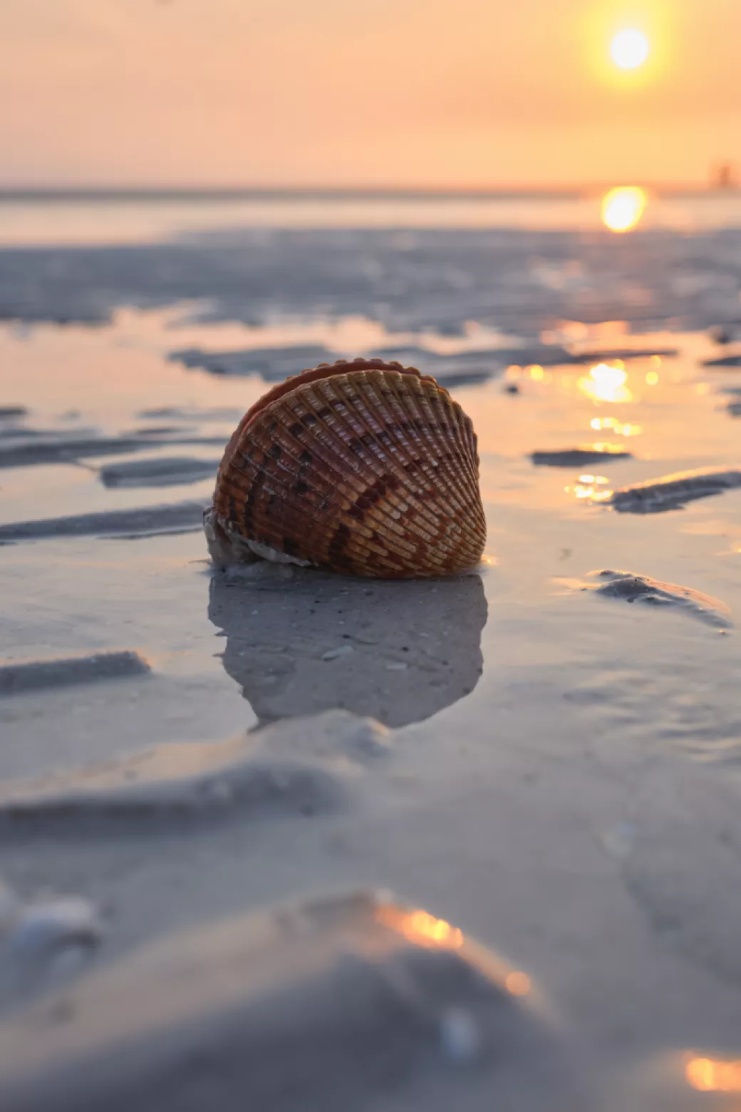 Shell on Tigertail Beach.