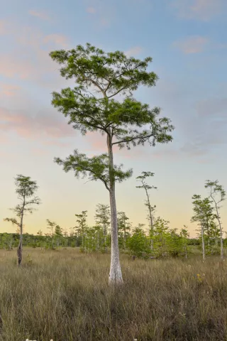 A few trees with sparse branches in a field.