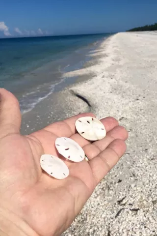 Discover shells on Keewaydin Island