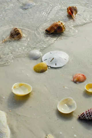 shells.jpg shells.jpg