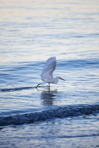 Bird on the beach. 