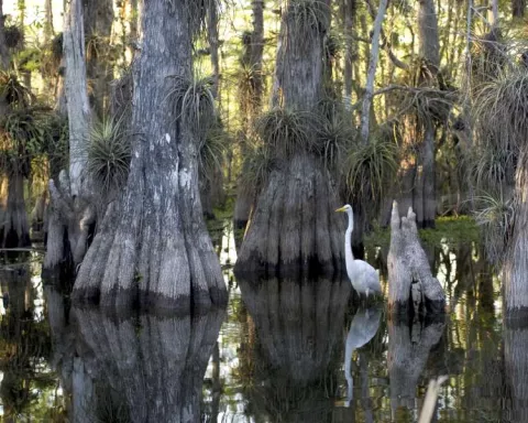 Cypress_National_Park_-_Great_Egret.jpg Cypress_National_Park_-_Great_Egret.jpg