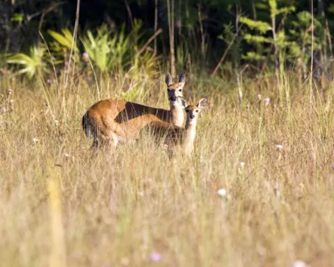 Florida_Panther_National_Wildlife_Refuge_-_Deer.jp