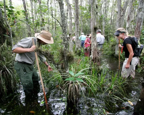 Explore Big Cypress with a Swamp Walk. Explore Big Cypress with a Swamp Walk.