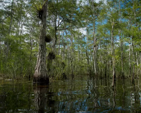 The view from a boat in the Everglades.