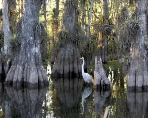 Everglade with Egret Everglade with Egret