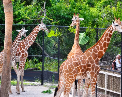 Giraffes at the Naples Zoo.