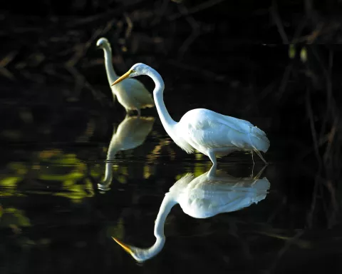 Two egrets stand in a lake.