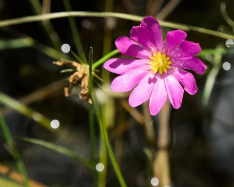 A delicate patch of white flowers will suddenly ap