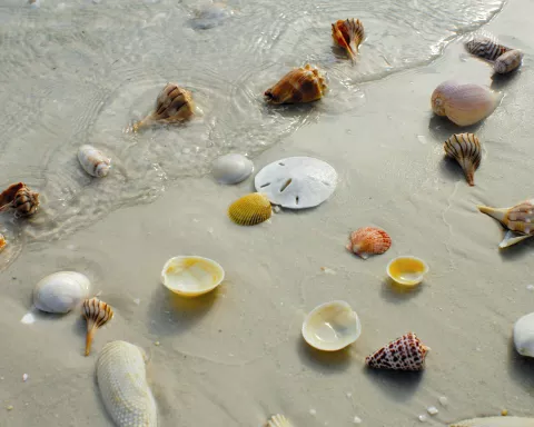 shells.jpg shells.jpg