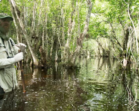 Swamp-walk hero in the Florida Everglades