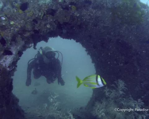 wasmer-reef.jpg wasmer-reef.jpg