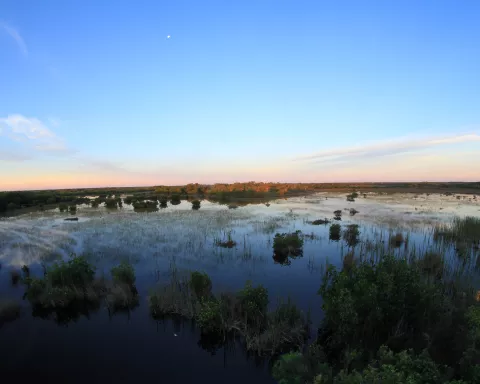 Everglades at sunset