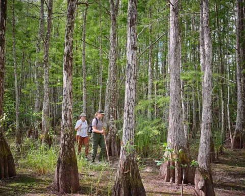 Big Cypress National Preserve