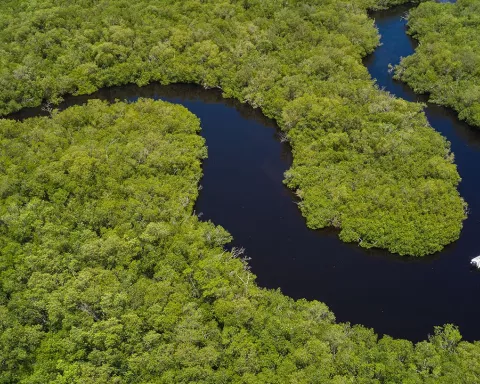 Everglades