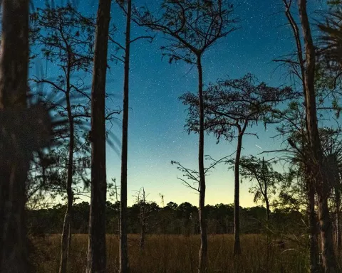How to Explore Big Cypress at Night: The Ultimate Dark Sky Travel Guide