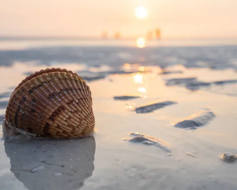 Shelling on Tigertail Beach