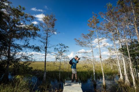 A person is standing on a dock in a wildlife prese