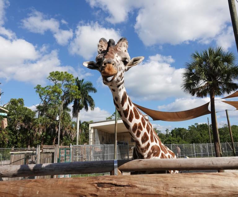 The Naples Zoo is a 43-acre zoo and historic botan