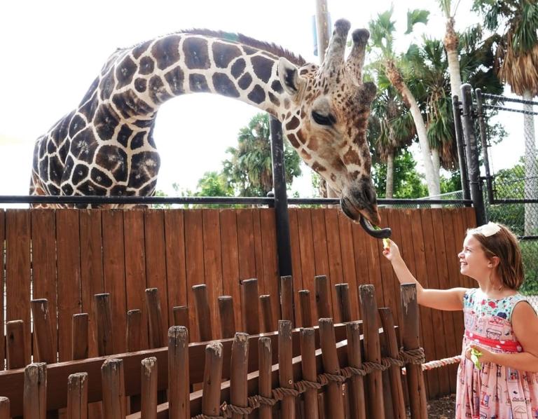 A child feeds a giraffe at a zoo. A child feeds a giraffe at a zoo.