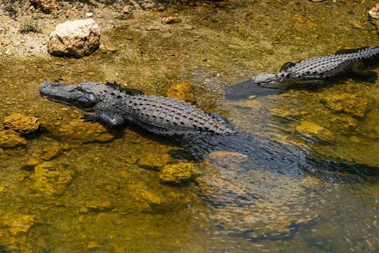 Big Cypress National Preserve