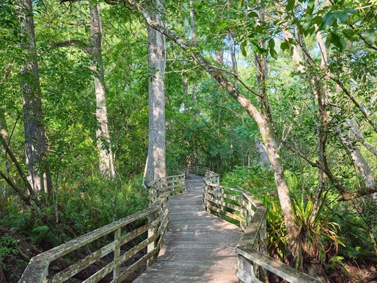 Audobon's Corkscrew Swamp Sanctuary
