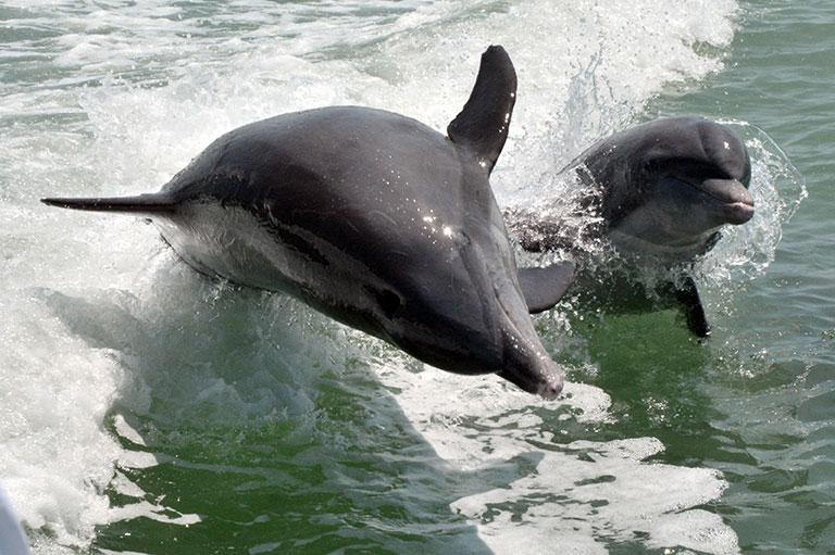 Dolphin Explorer