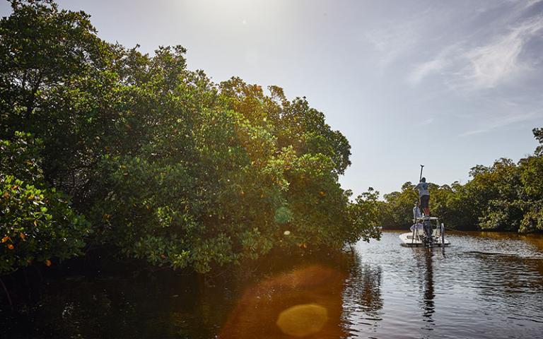Mangrove Fly Fishing in Naples, Marco Island and the Everglades