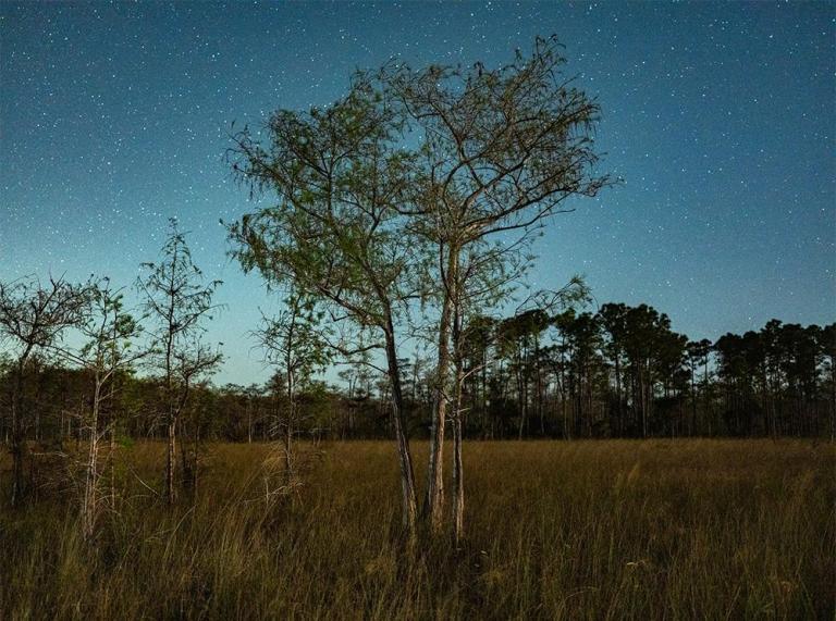 Dark Skies in Big Cypress National Preserve