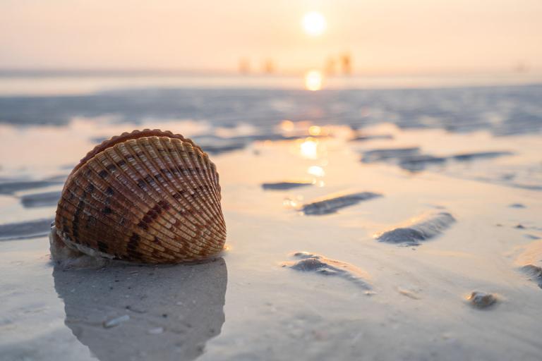 Shelling on Tigertail Beach