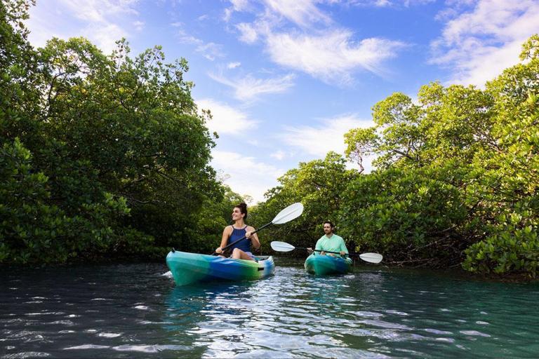 couple kayaks through mangroves